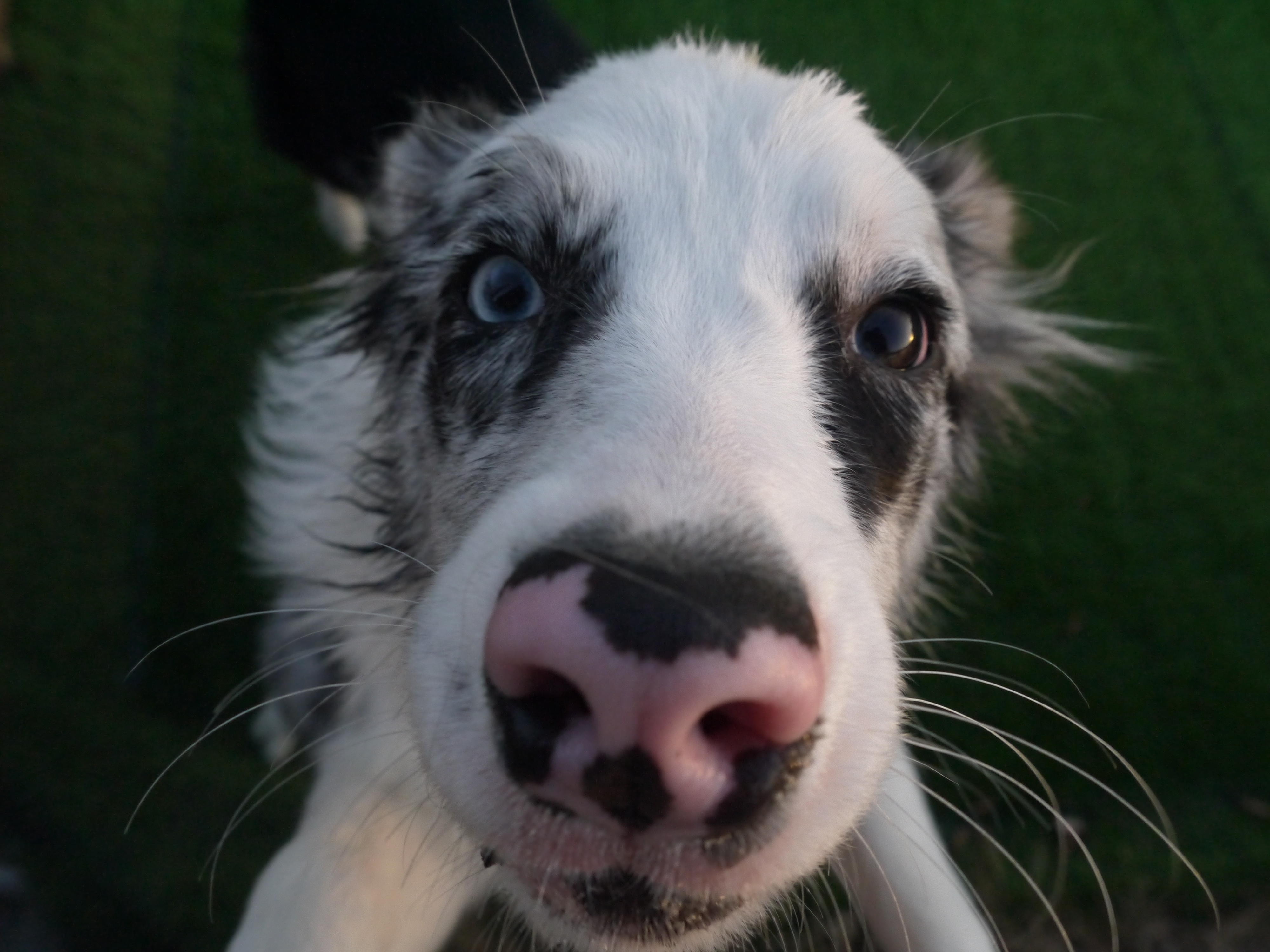 没拍上照片,放点我平时的摄影(~ ̄▽ ̄)~